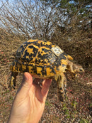 Libyan Greek Tortoise Adult Female