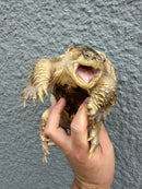 Hypomelanistic Common Snapping Turtle 2024