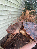 Adult Mata Mata Male