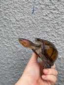 Red Cheeked Mud Turtle Adult Trio