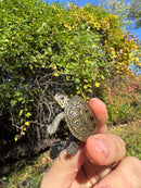 Hi White Concentric Diamondback Terrapin 2025