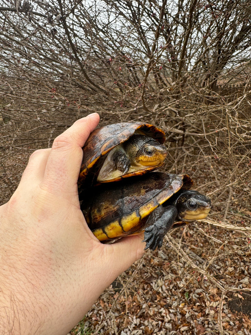 White Lipped Mud Turtle Adult Pair