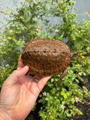 Flat Shell Turtle Juvenile Female 2025
