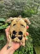 Libyan Greek Tortoise Adult Female
