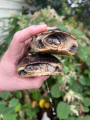 Adanson's Mud Turtles Pair