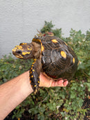 Red Foot Tortoise Adult Female