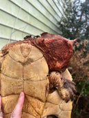 Adult Mata Mata Male