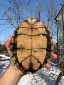 Mississippi Female Map Turtle Adult X Mississippi Diamondback Terrapin Adult Male BREEDING PROJECT