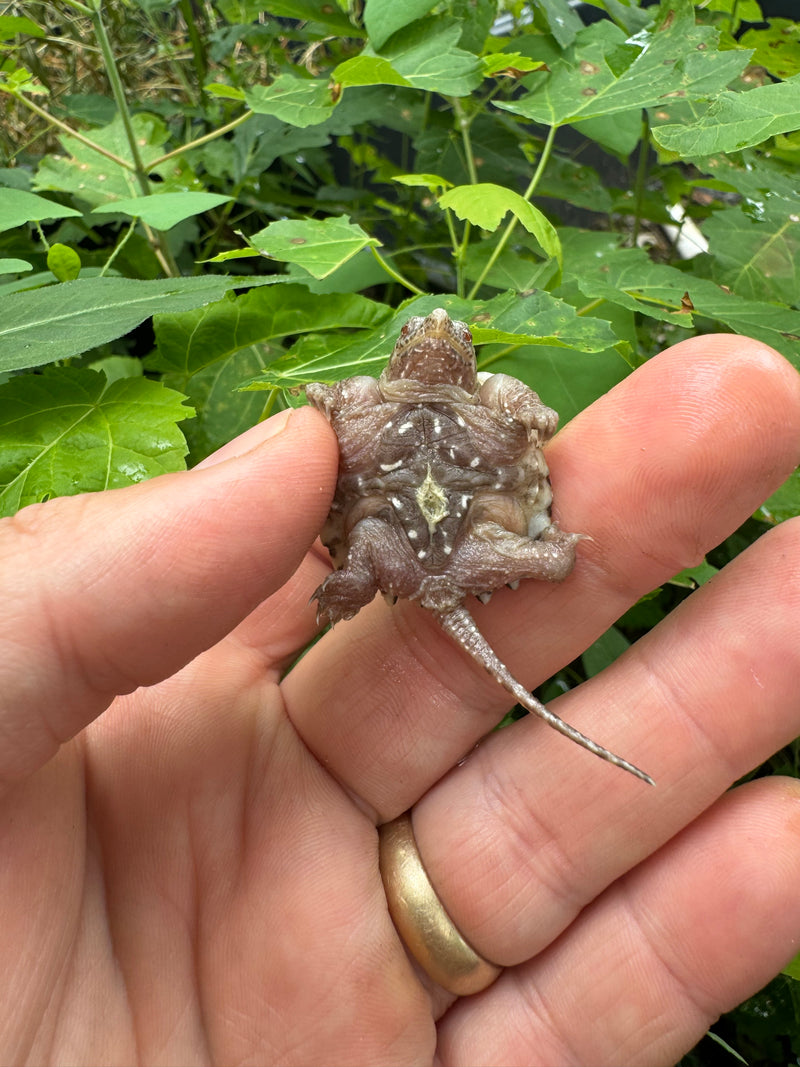 Albino Florida Snapping Turtle 2024