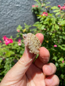 Albino Florida Snapping Turtle 2026