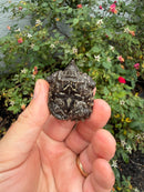 Alligator Snapping Turtle X Common Snapping Turtle