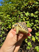Leopard Tortoise 2024