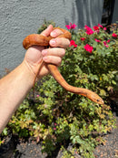 Red Salt Marsh Water Snake Adult Female
