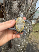 Hi Blue Concentric Diamondback Terrapin 2025