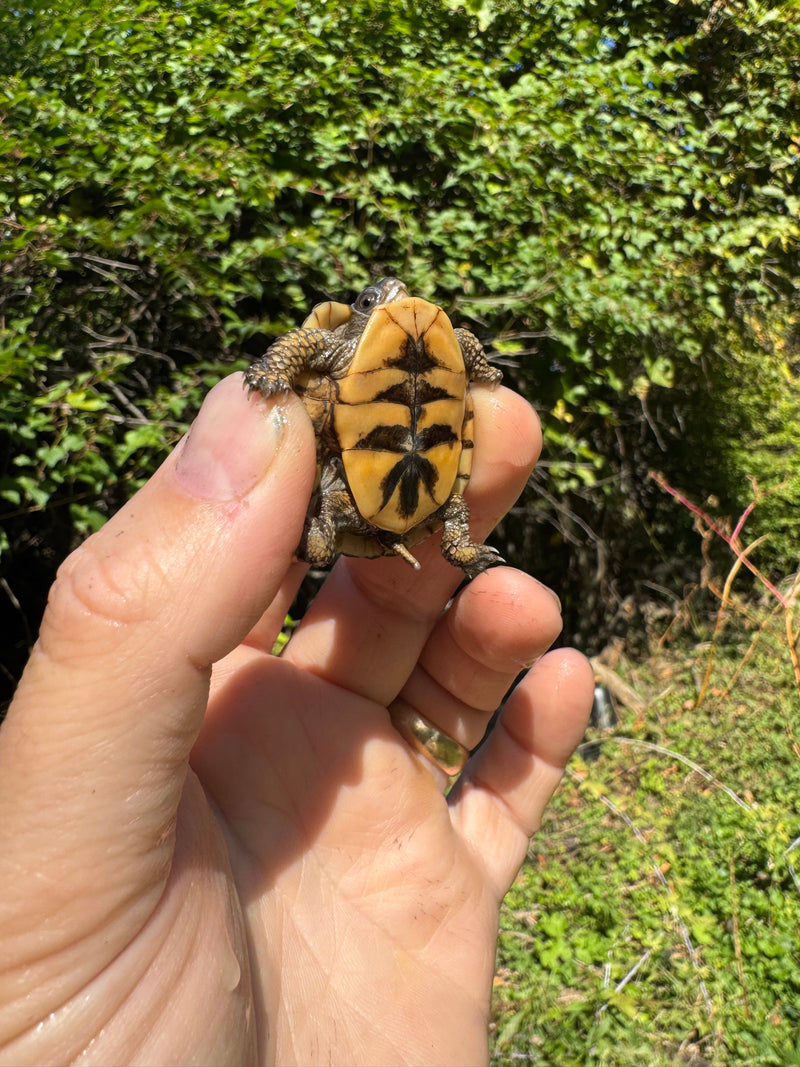 Hi Color Orange Baby Eastern Box Turtle