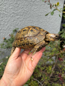 Mesopotamian Greek Tortoise Adult Male