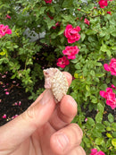 Albino Florida Snapping Turtle 2026