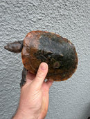 Pink Bellied Snapping Turtle Adult Pair