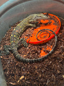 Sorong Crocodile Monitor Captive Hatched Female (Varanus salvadorii)