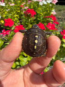 Hi Color Yellow Baby Eastern Box Turtle