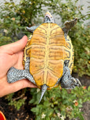 Concentric Diamondback Terrapin Adult Female