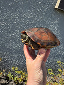 Reeves Turtles Adult Female