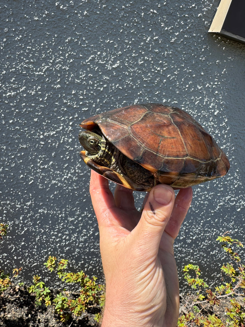 Reeves Turtle For Sale | American Reptile Distributors