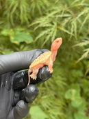 Paradox Albino Common Snapping Turtle 2025