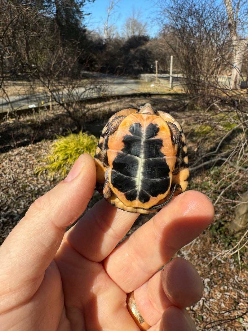 Spotted Turtle 2023 Female