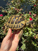Eastern Hermann's Tortoise Adult Male