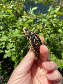 HI YELLOW Florida Box Turtle