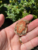 Hypo Peach Geoffroy's Sideneck Turtle