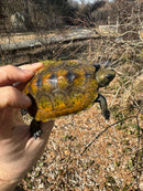 Japanese Pond Turtle 1.3 (Mauremys japonica) (Priced As Group)