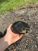 Melanistic Reeves Turtles Adult Pair