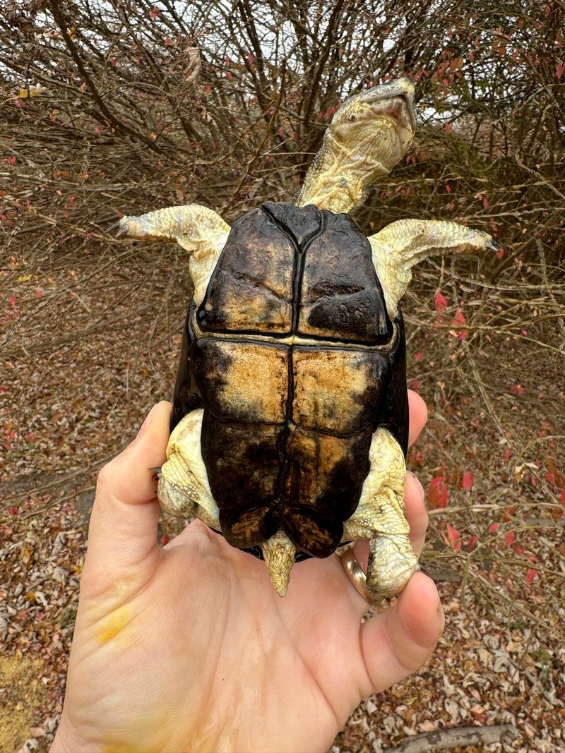 African Dwarf Mud Turtle Adult Female