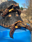 Barbados Red Foot Tortoise Adult Pair