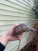 Pastel Common Musk Turtle Adult Female
