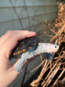 Ornate Diamondback Terrapin Female