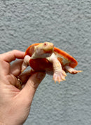Albino Pink Bellied Sideneck Turtle Young Adult Female