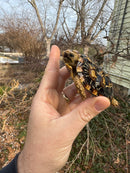 Pancake Tortoise Female