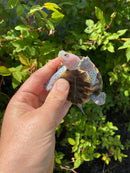 Ornate Diamondback Terrapin Female