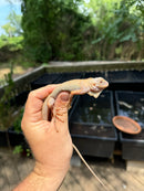 Crimson Red Albino Green Iguana 2024
