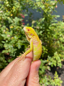 Crimson Red Albino Green Iguana 2026
