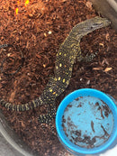 Sorong Crocodile Monitor Captive Hatched Female (Varanus salvadorii)