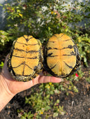 Sicilian Pond Turtle Adult Pair