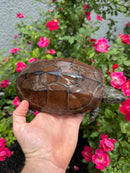 Reeves Turtles Adult Female