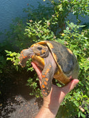 Red Foot Tortoise Adult Female