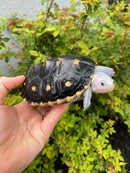 Ornate Diamondback Terrapin Female