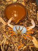 Carolina Blue Butterscotch St. Martin Giant Satanic Zombie Land Crab (Gecarcinus ruricola)