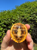 Bourret's Flowerback Box Turtle 2025